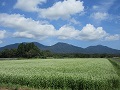 蒜山高原のそば畑