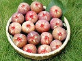 粒ぞろい抜群の「古江いちじく」