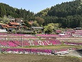 棚田一面が7色の芝桜