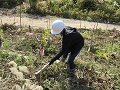 クヌギの苗木を植えました