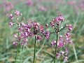 可憐ならっきょうの花