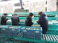 出荷に向けた選果