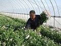 開花したストックを一本づつ抜き取ります