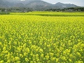 山麓に広がる花畑