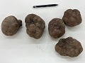 特大サイズの大和芋