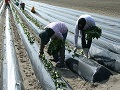 植付け作業の様子