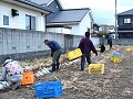 農福連携による収穫風景