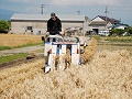 「はだか麦」の収穫作業
