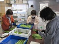 選別作業