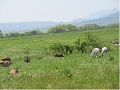 広大な蒜山高原の牧草地