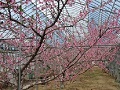 満開の桃の花
