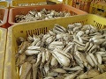 生産者が持ち込んだ根切りらっきょう