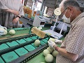 熟練の作業。手早く選別していきます