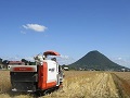 讃岐富士を望みながらの収穫作業