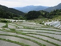 田植えを終えた棚田