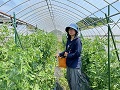 スナップエンドウのハウスにて