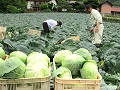収穫する農園の方々と収穫したキャベツ