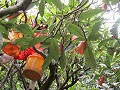 「唐川びわ」を収穫する芳岡氏