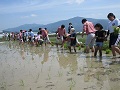 目安のひもに沿って並び田植えに挑戦