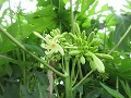 青パパイヤの雄株の花