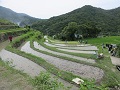 植え付け後の中山千枚田