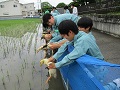 アイガモのヒナを水田へ放飼