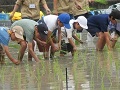 子供達による田植え