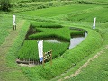 田んぼに浮かび上がる鮮やかな緑色の星形