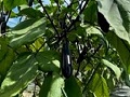 ツヤツヤの「なす坊」