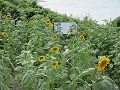 海岸に咲くひまわり