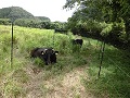 放牧の様子