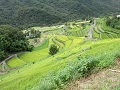 中山千枚田の風景