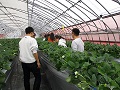 いちごハウスを見学する学生
