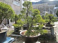 輸出に向け手入れされている盆栽