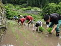 田植えの様子作