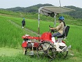 除草機で中耕除草を実施