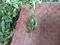 刈り取った茶葉