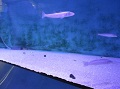 大学附属水族館で泳ぐシロギス