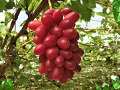 収穫期を迎えた神紅