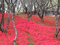一面に咲き誇る「彼岸花」