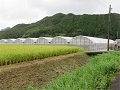 トマトハウスナカムラの外観