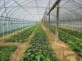 移植され生長中のわさび