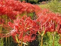 長い茎にポツンと咲く彼岸花
