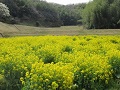 菜の花