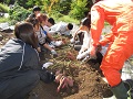 丁寧に収穫されるサツマイモ