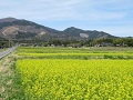 シンボルロード沿いの花畑