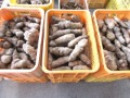 収穫したヤマノイモ