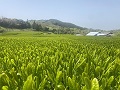 扇原茶園の茶畑の様子（扇原茶園提供写真）