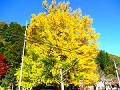 鮮やかな照紅葉