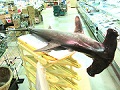 ワニの原料の一種シュモクザメ